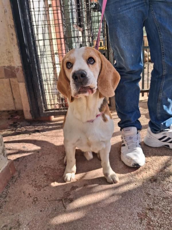 Alvin: nonnino Beagle dolcissimo. Lo cedono  Foto 7