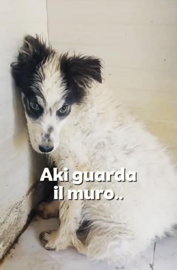 Aki Favoloso Cucciolo A Pelo Lungo
