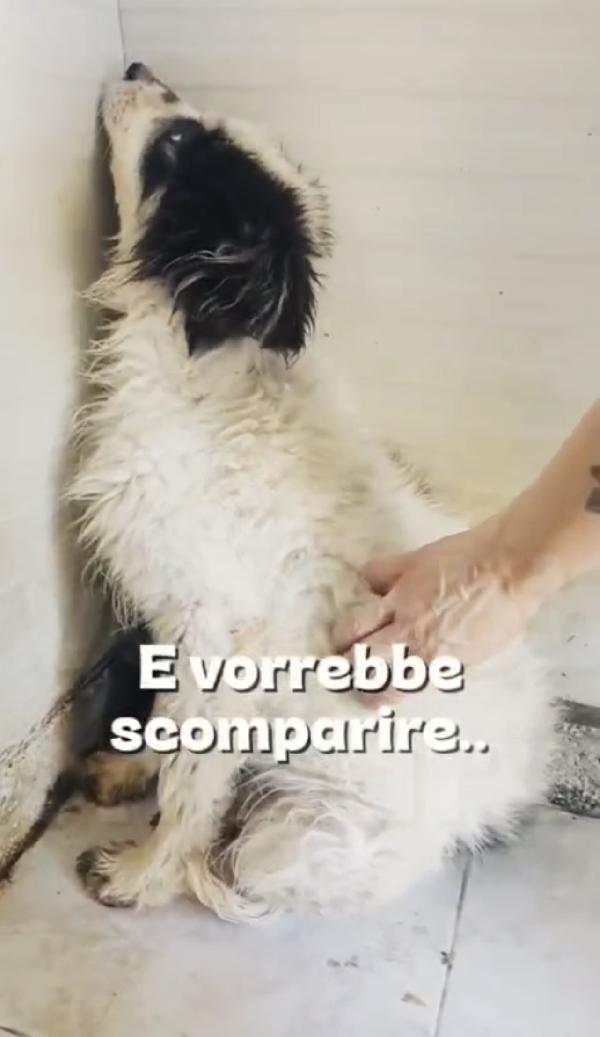 Aki favoloso cucciolo a pelo lungo Foto 2