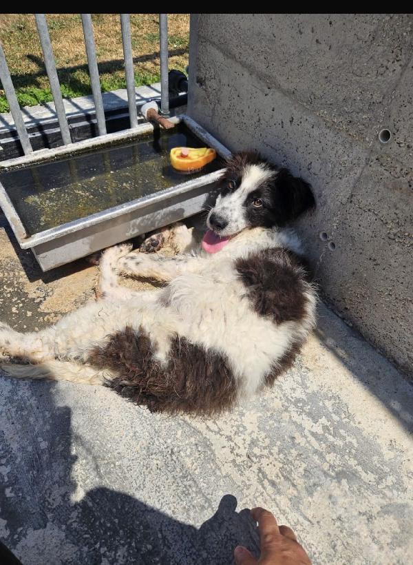 Panda Dolcissimo Cucciolo Simil Border Collie