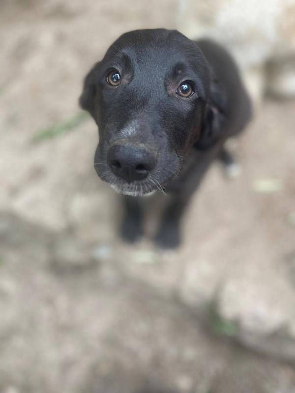 Merlot cucciolo simil labrador Foto 2