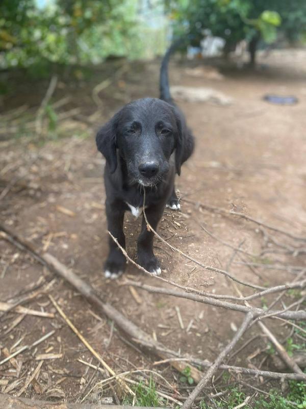 Merlot cucciolo simil labrador Foto 3