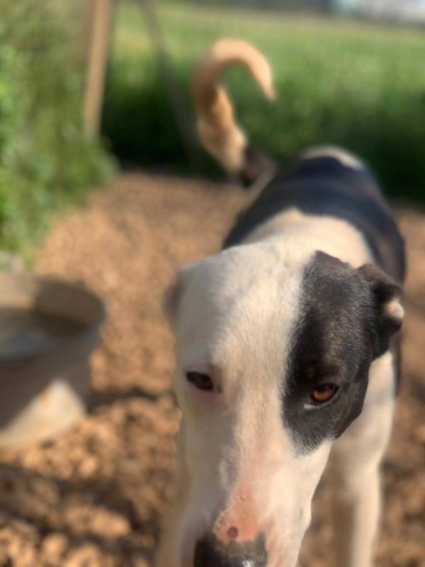 gypsy Foto 4