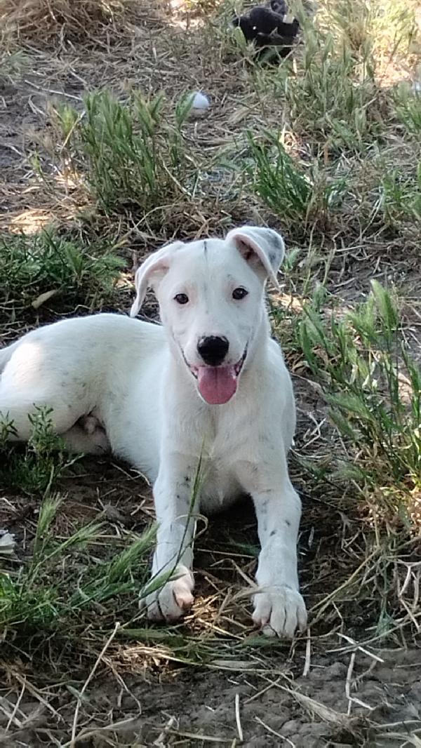 Toshi Splendido Dolce Cucciolo Taglia Media Cerca Casa 