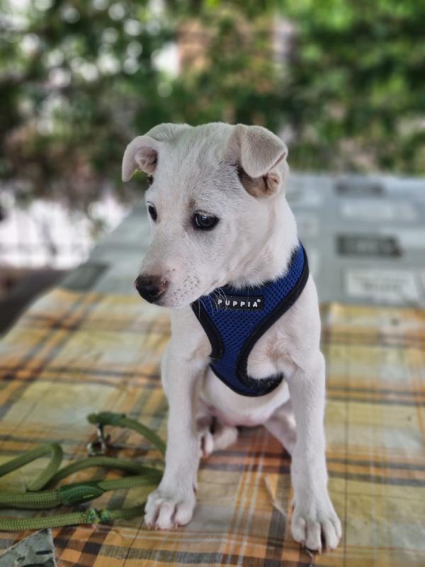 Chicca splendida dolce cucciola cerca casa  Foto 4