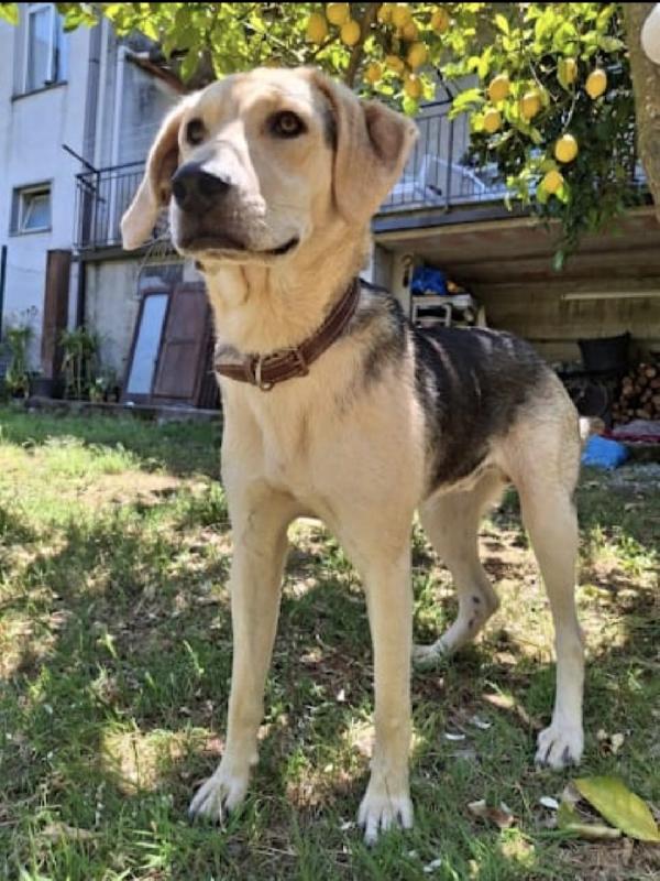 Charlie Dolcissimo Cucciolone Simil Beagle