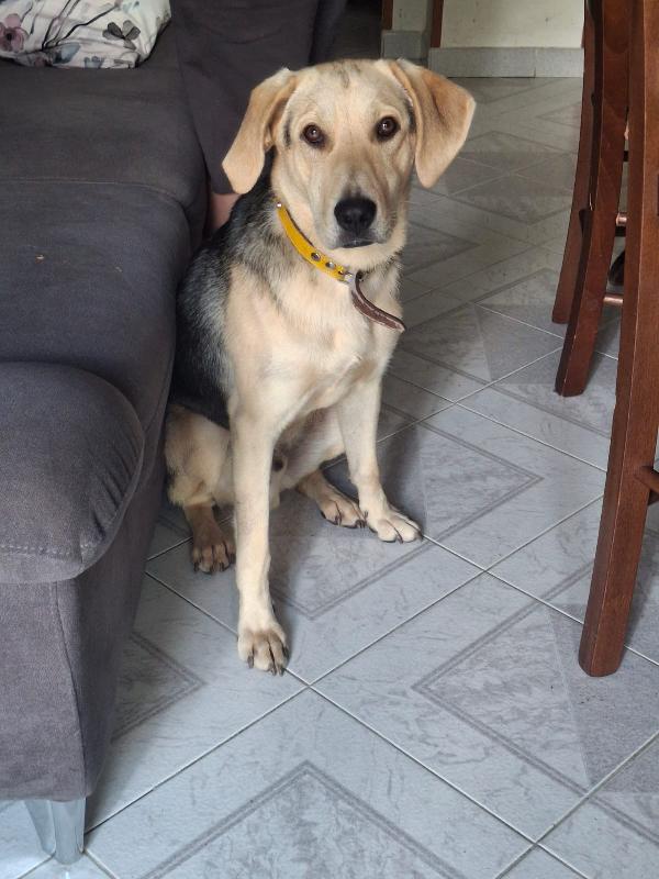 Charlie dolcissimo cucciolone simil beagle Foto 2