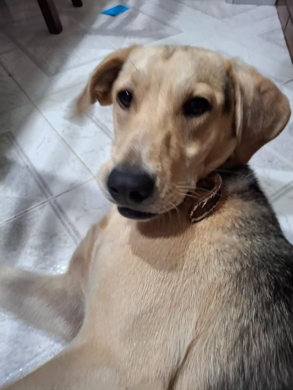 Charlie dolcissimo cucciolone simil beagle Foto 3