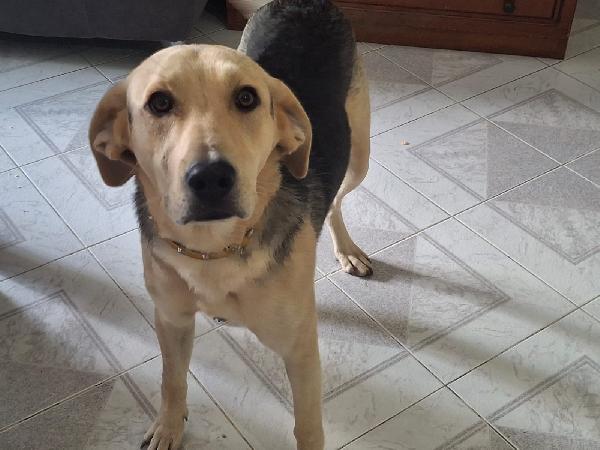 Charlie dolcissimo cucciolone simil beagle Foto 4