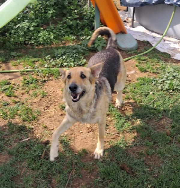 Luna mix pastorina 5anni tg media salvata BOLOGNA