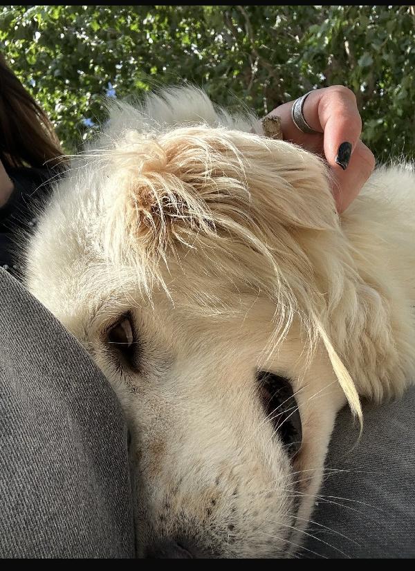 Speranza Favolosa Simil Golden Retriever 
