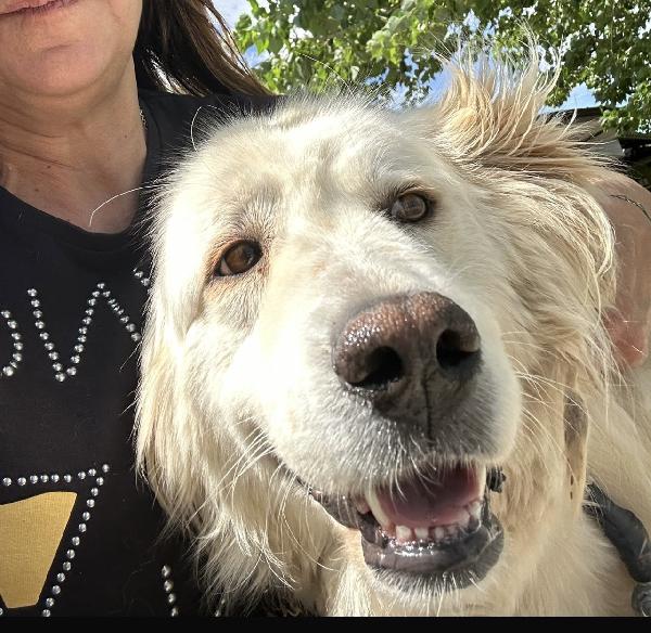 Speranza favolosa simil golden retriever  Foto 2