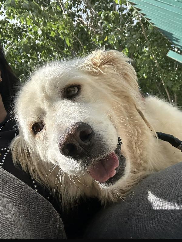 Speranza favolosa simil golden retriever  Foto 3