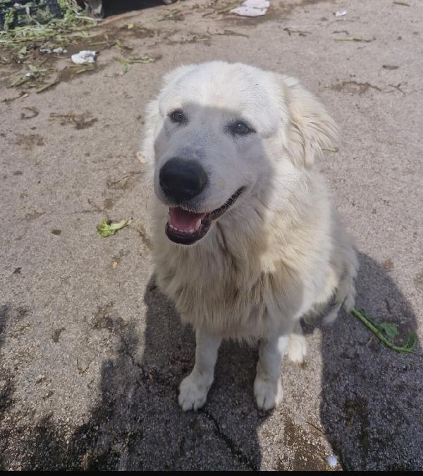 Speranza favolosa simil golden retriever  Foto 4