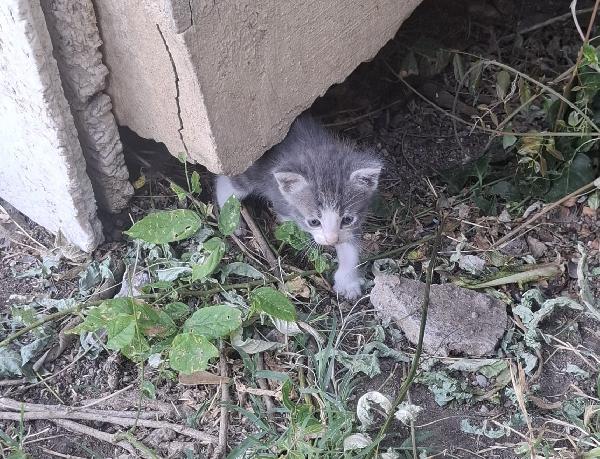 6 gattini