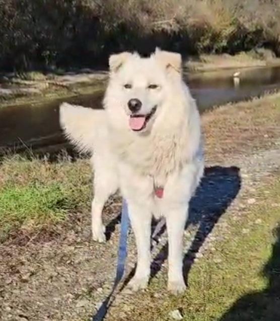 Mix Pastore Svizzero 5Anni Dalla Catena Al Rifugio.novara
