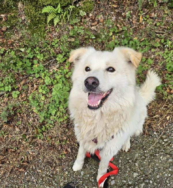 Mix Pastore Svizzero 5anni dalla catena al rifugio.NOVARA Foto 2
