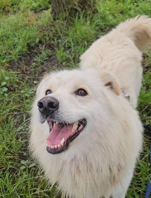 Mix Pastore Svizzero 5anni dalla catena al rifugio.NOVARA Foto 3