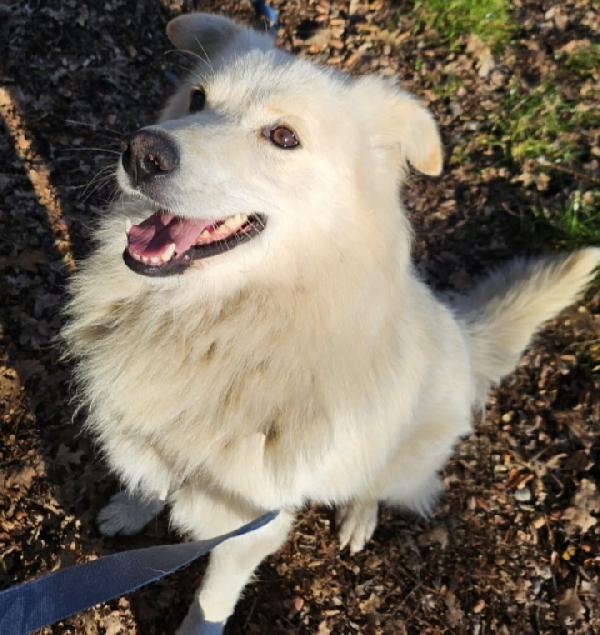 Mix Pastore Svizzero 5anni dalla catena al rifugio.NOVARA Foto 4