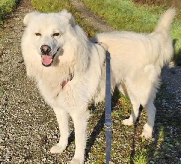 Mix Pastore Svizzero 5anni dalla catena al rifugio.NOVARA Foto 6