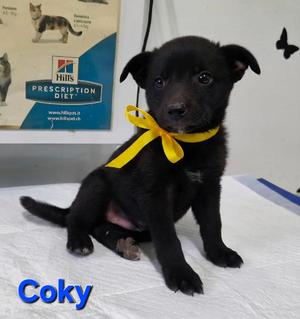 Coky Cucciolo Maschio