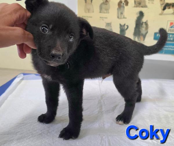 COKY CUCCIOLO MASCHIO Foto 2