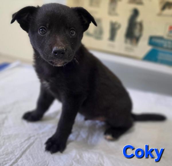 COKY CUCCIOLO MASCHIO Foto 4