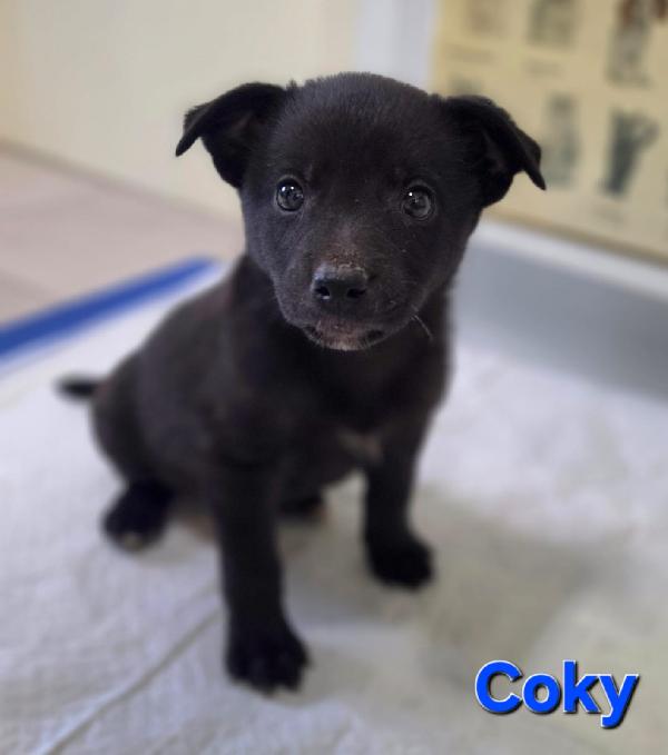 COKY CUCCIOLO MASCHIO Foto 6