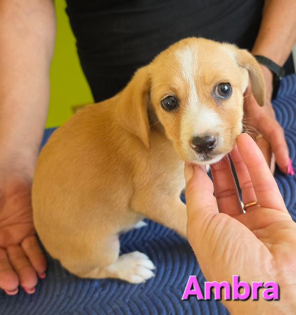 Ambra Cucciola Taglia Piccola 