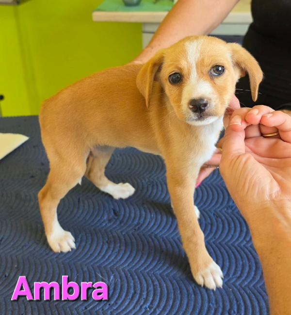 AMBRA CUCCIOLA TAGLIA PICCOLA  Foto 5