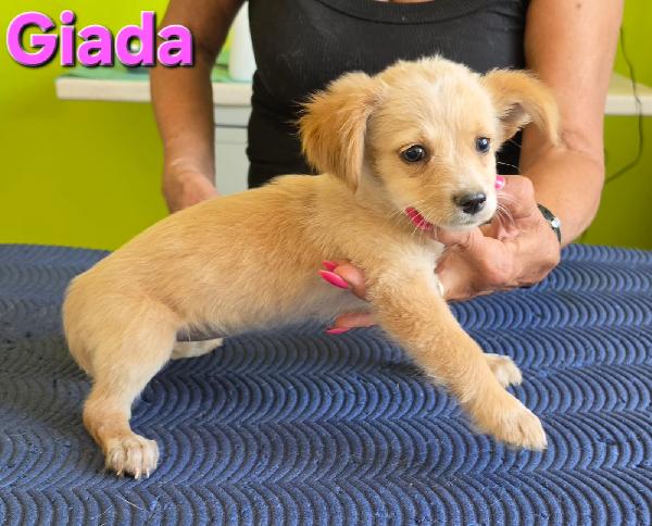 GIADA CUCCIOLA TAGLIA PICCOLA  Foto 3