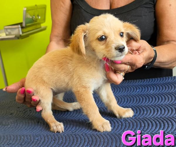 GIADA CUCCIOLA TAGLIA PICCOLA  Foto 4