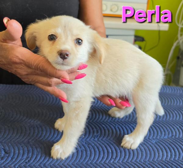 PERLA CUCCIOLA TAGLIA PICCOLA MIX VOLPINO Foto 3