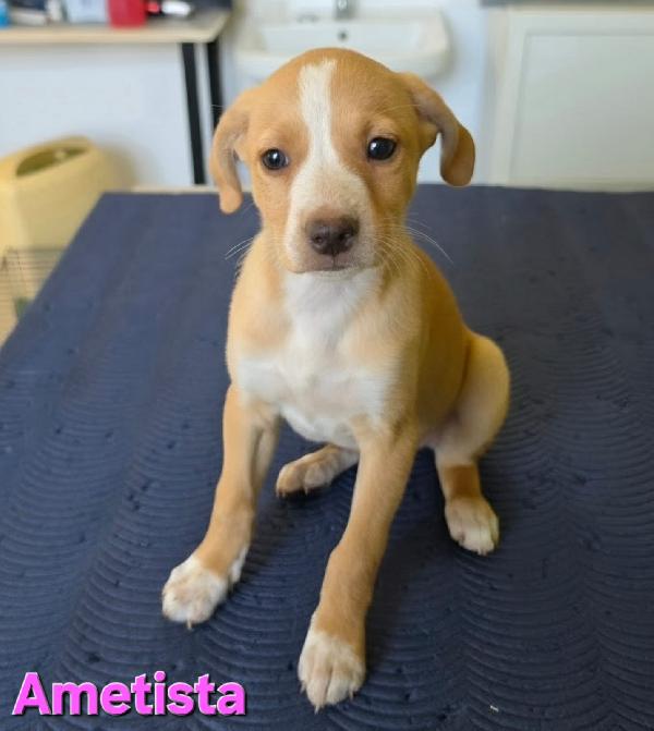 Ametista Cucciola Taglia Piccola 