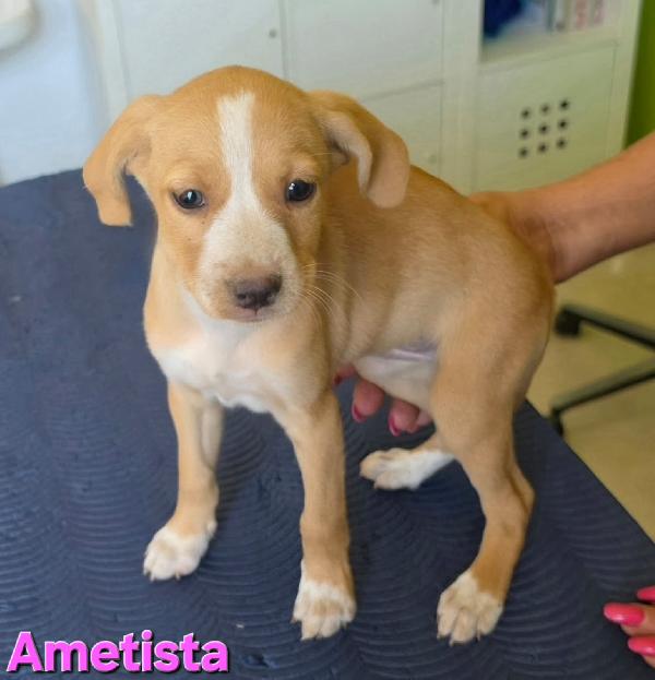 AMETISTA CUCCIOLA TAGLIA PICCOLA  Foto 3