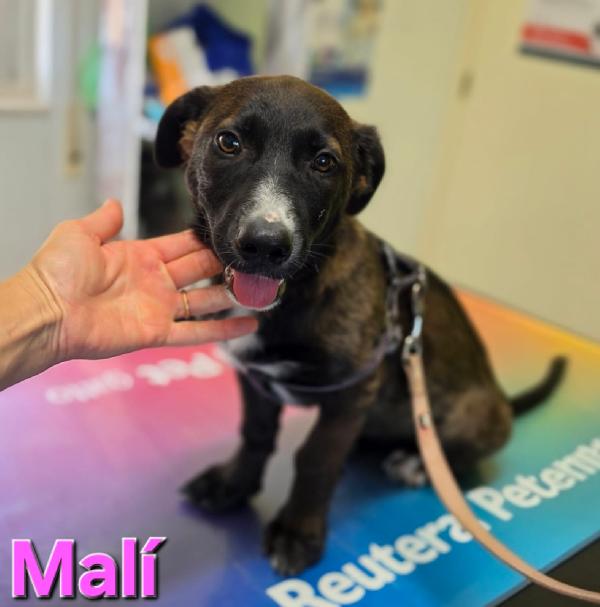 Mali Cucciola Simil Bassotto 