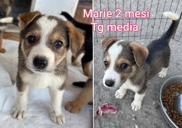 Cuccioli, Adozioni Cercasi