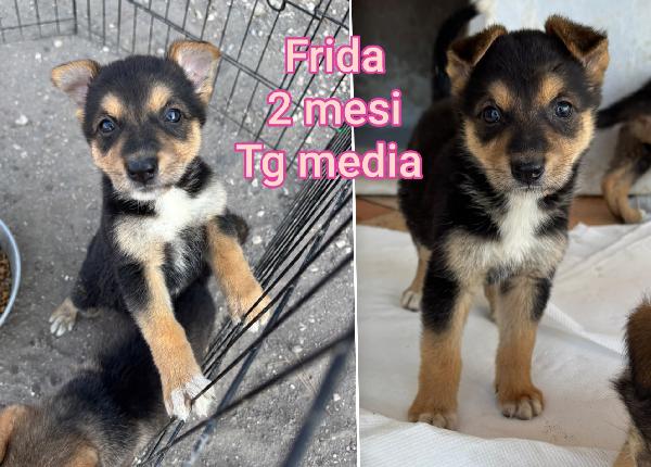 CUCCIOLI, ADOZIONI CERCASI Foto 2