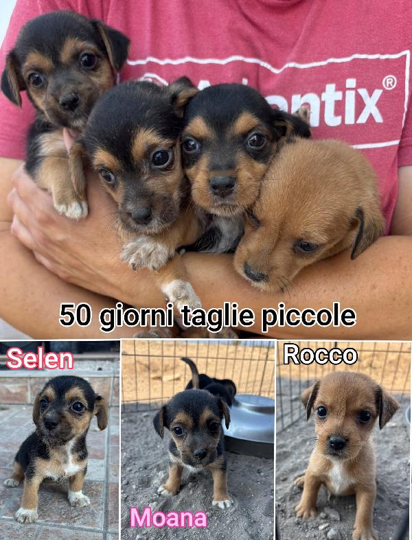 Cagnolini piccolini adozioni Foto 2