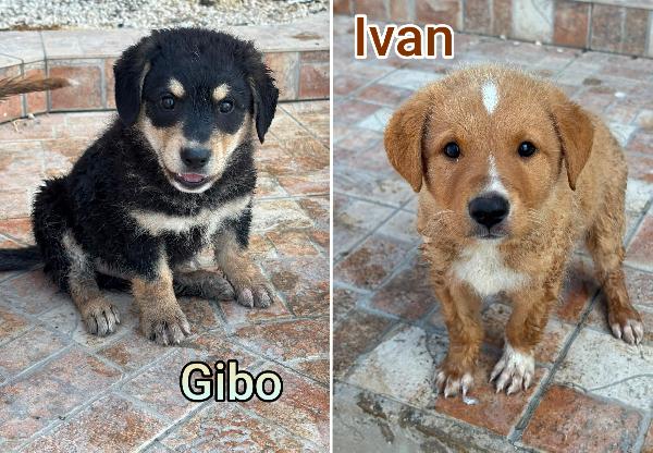 Ancora troppi cuccioli in rifugio  Foto 3