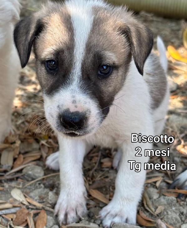 Ancora troppi cuccioli in rifugio  Foto 9