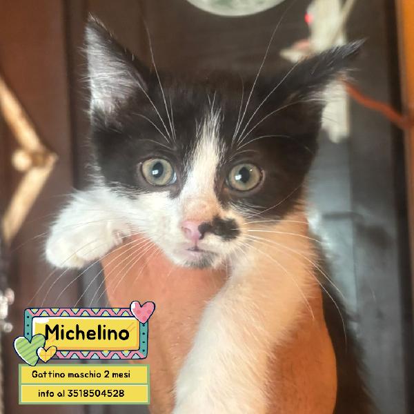 Michelino - Dolce Gattino 2 Mesi Bianco E Nero Cerca Casa - In Adozione