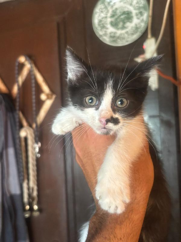Michelino - dolce gattino 2 mesi bianco e nero cerca casa - in adozione Foto 2