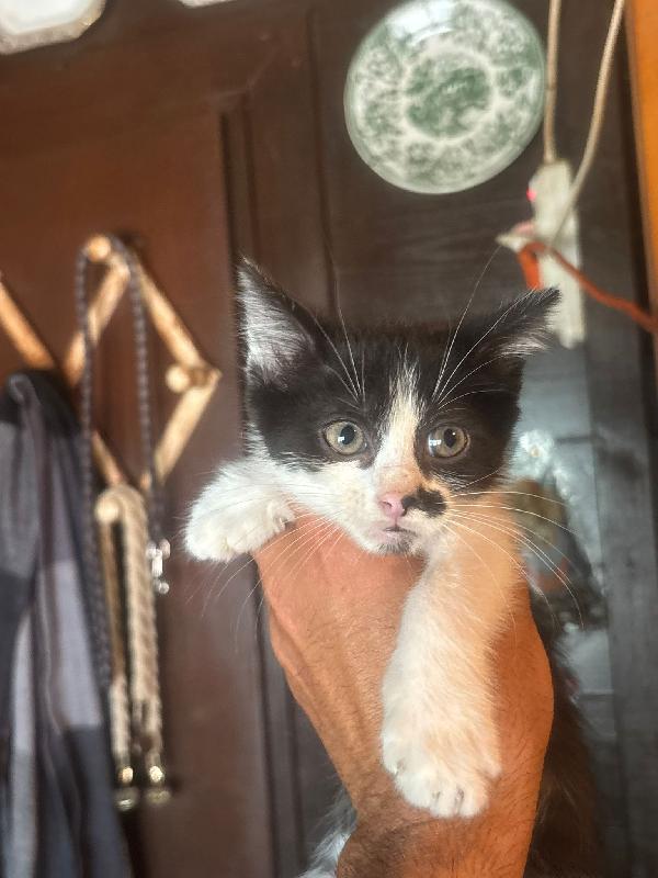 Michelino - dolce gattino 2 mesi bianco e nero cerca casa - in adozione Foto 3