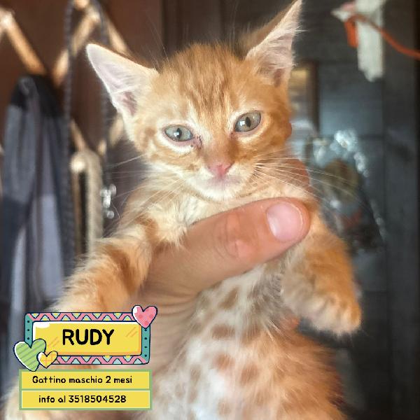 Rudy Dolce Gattino 2 Mesi Bianco E Nero Cerca Casa 