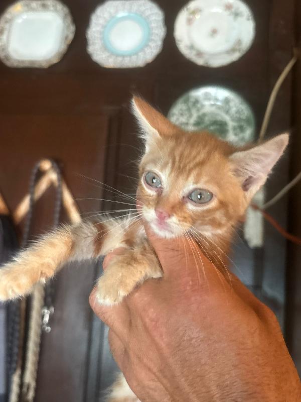 Rudy dolce gattino 2 mesi bianco e nero cerca casa  Foto 3