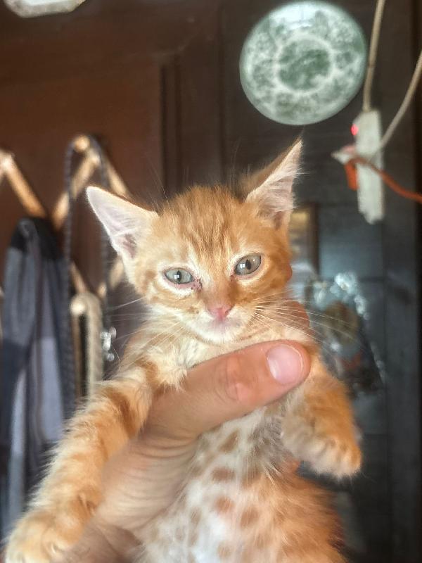 Rudy dolce gattino 2 mesi bianco e nero cerca casa  Foto 4