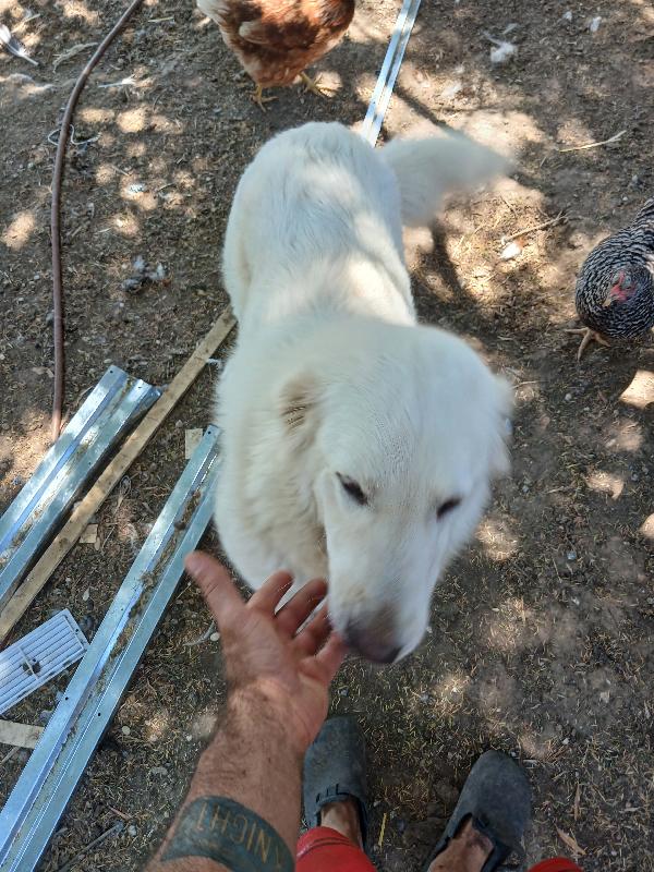 Regalo maremmana abruzzese 2 anni