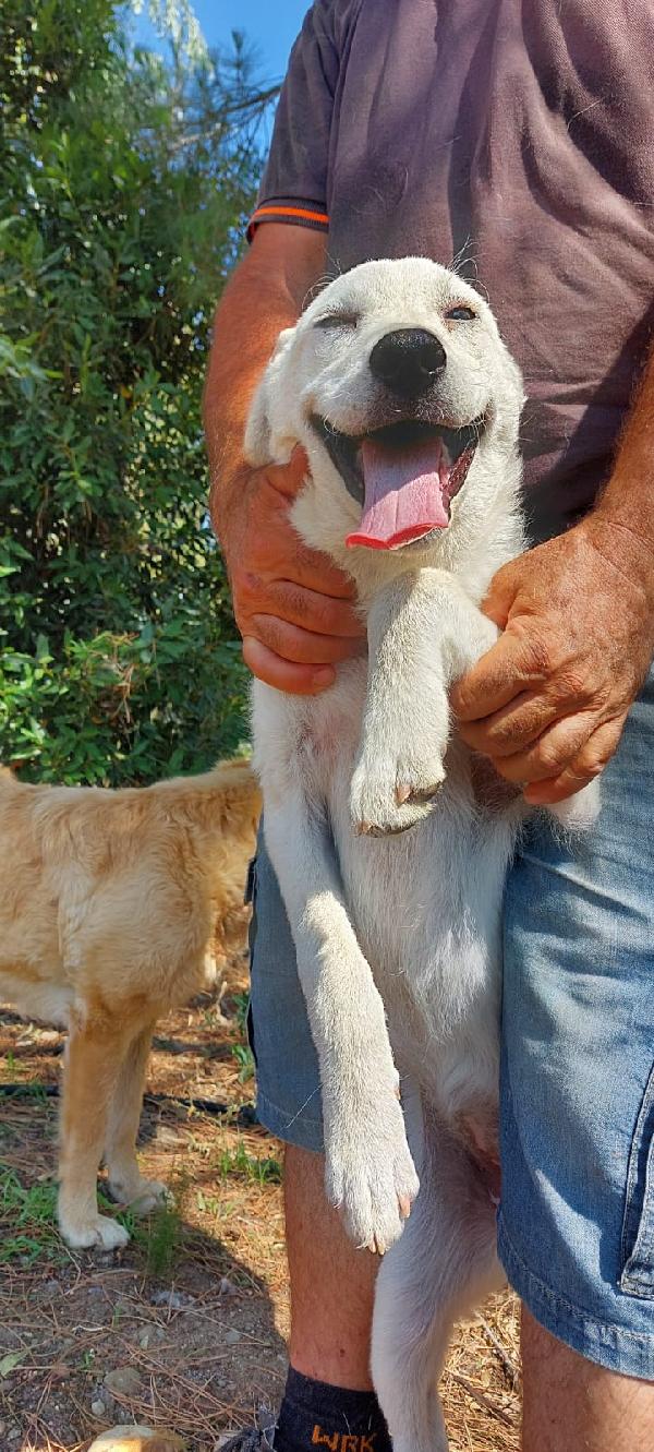 Mix Pastorini senza richieste sui 5mesi IN PERICOLO!! HELP SARDEGNA  Foto 5