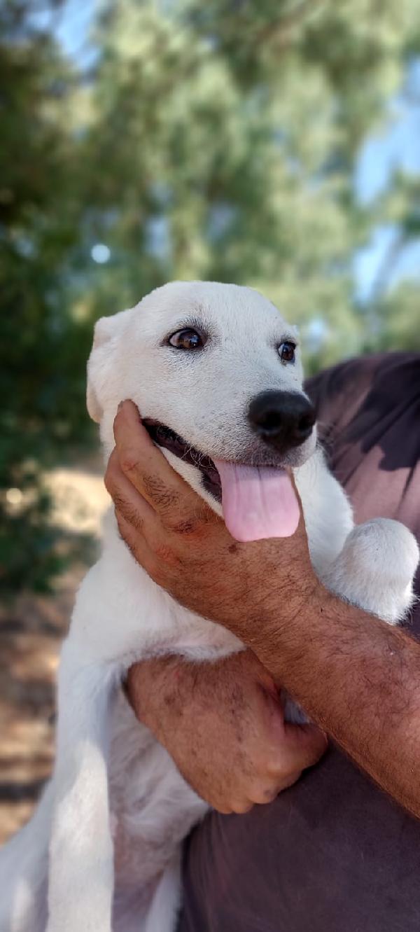 Mix Pastorini senza richieste sui 5mesi IN PERICOLO!! HELP SARDEGNA  Foto 6
